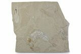 Cretaceous Soft-Bodied Squid with Shrimp & Fish Fossil - Lebanon #376356-1